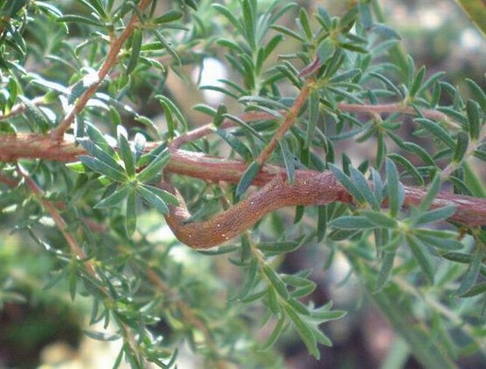 camouflage animals