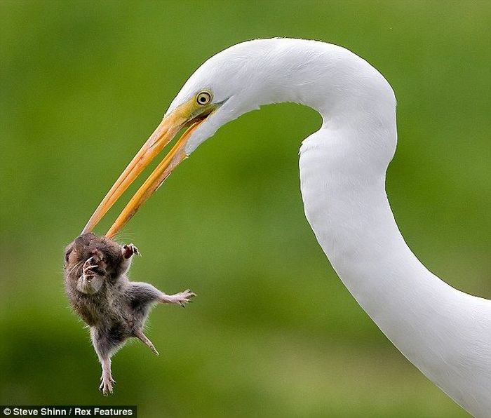 great egret catches a gopher