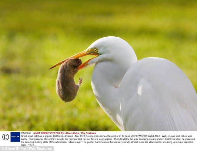 great egret catches a gopher