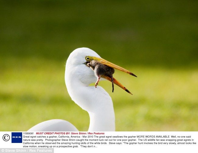 great egret catches a gopher