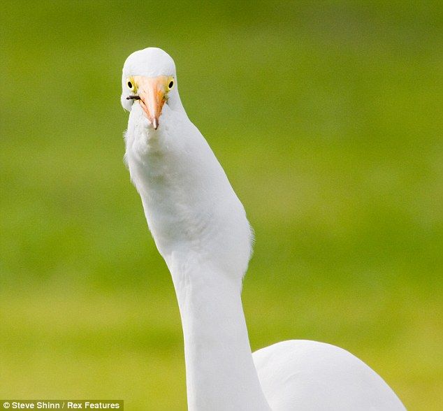 great egret catches a gopher