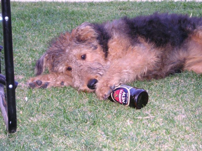 dogs with beer