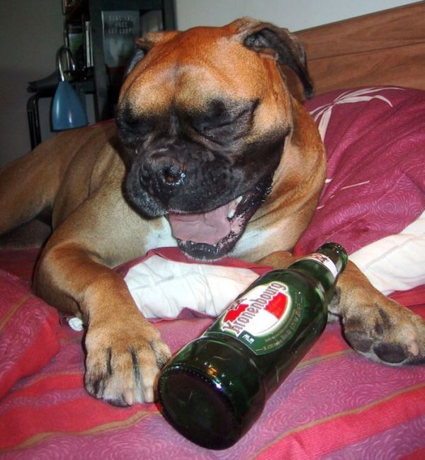 dogs with beer