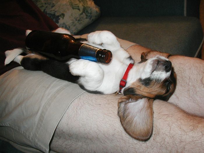 dogs with beer