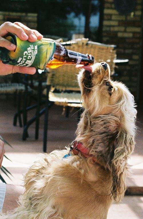 dogs with beer