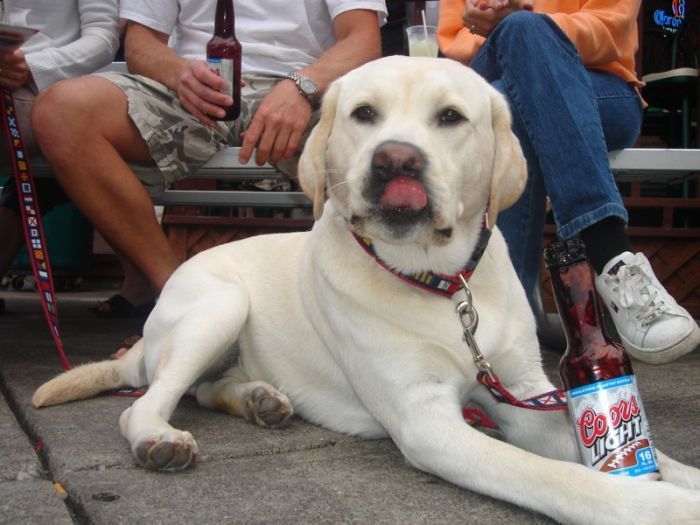 dogs with beer