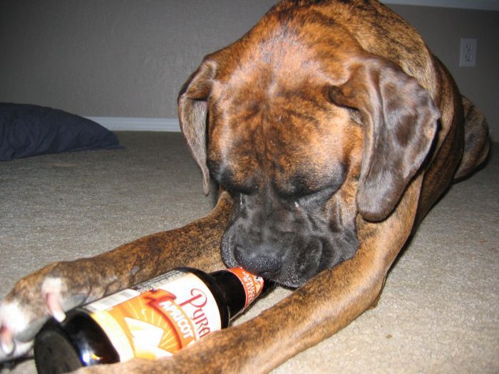 dogs with beer