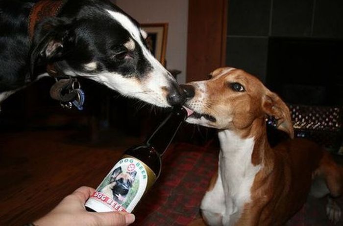 dogs with beer