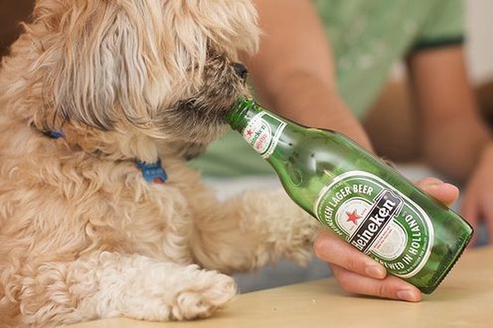 dogs with beer