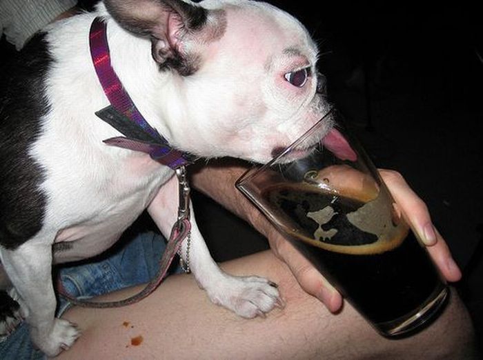dogs with beer