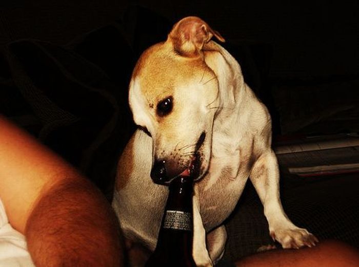 dogs with beer