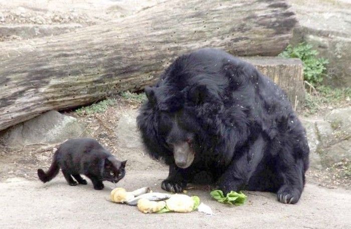 bear and cat