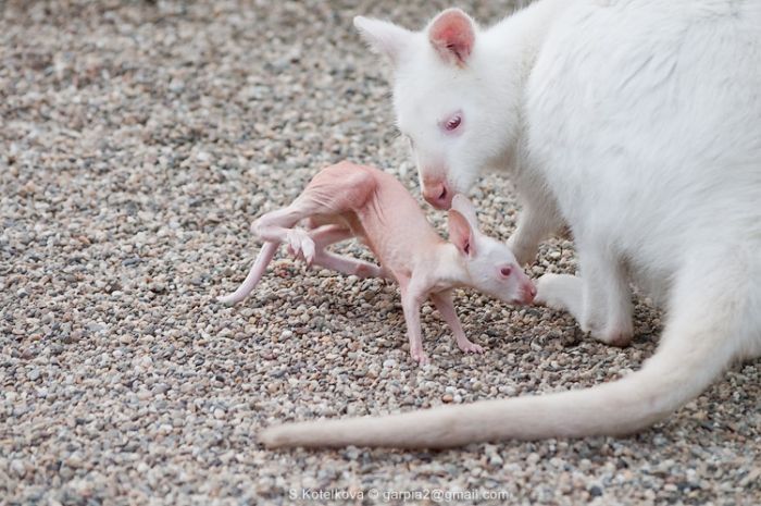 mother and baby white kangaroo