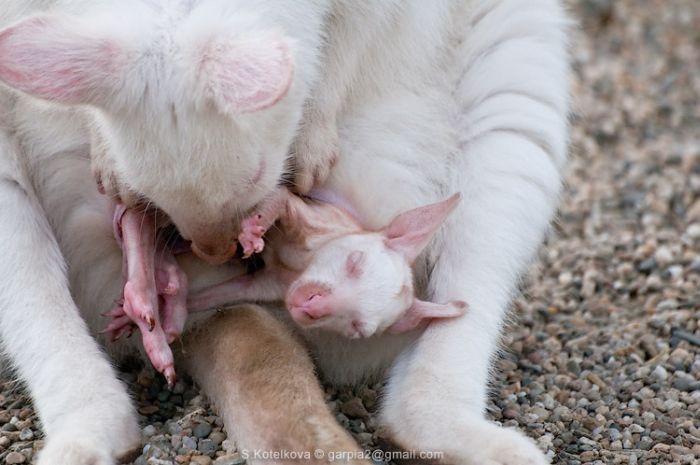 mother and baby white kangaroo