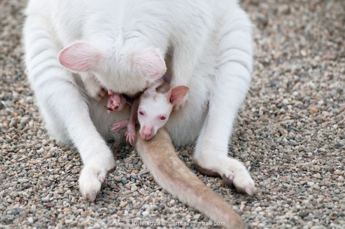 mother and baby white kangaroo