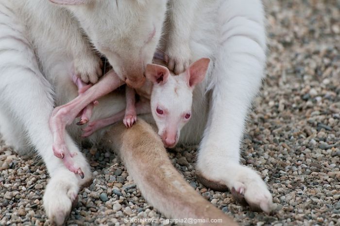 mother and baby white kangaroo