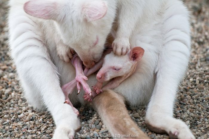 mother and baby white kangaroo