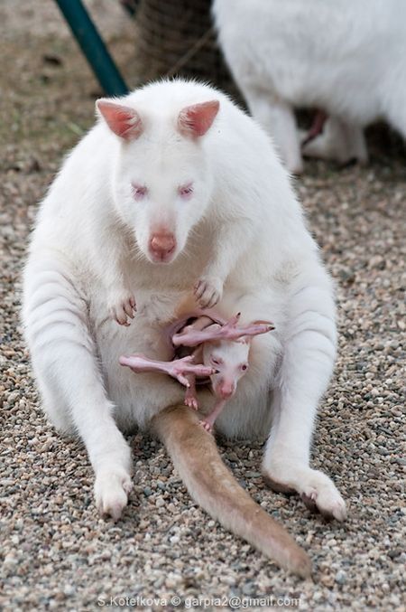 mother and baby white kangaroo
