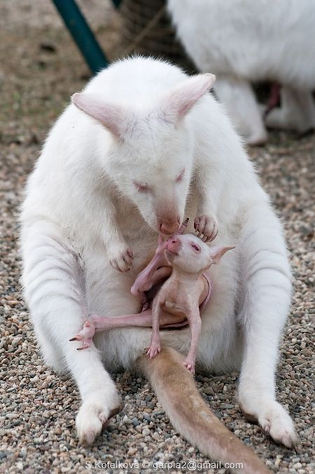 mother and baby white kangaroo