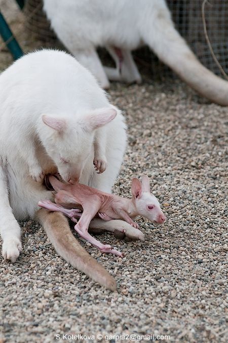 mother and baby white kangaroo