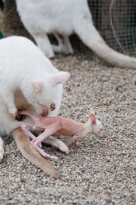 mother and baby white kangaroo