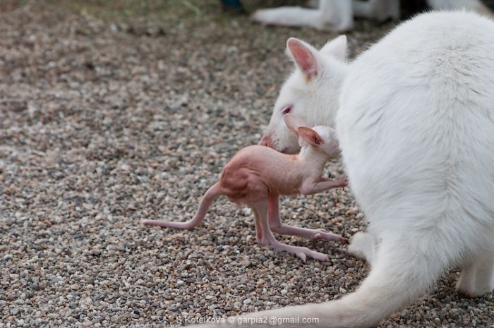 mother and baby white kangaroo