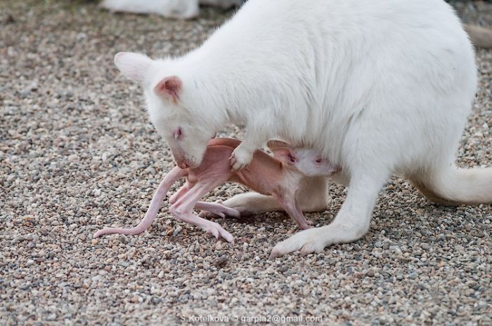 mother and baby white kangaroo