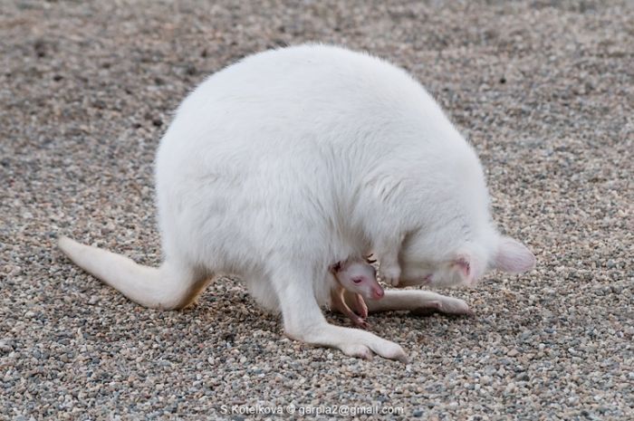 mother and baby white kangaroo