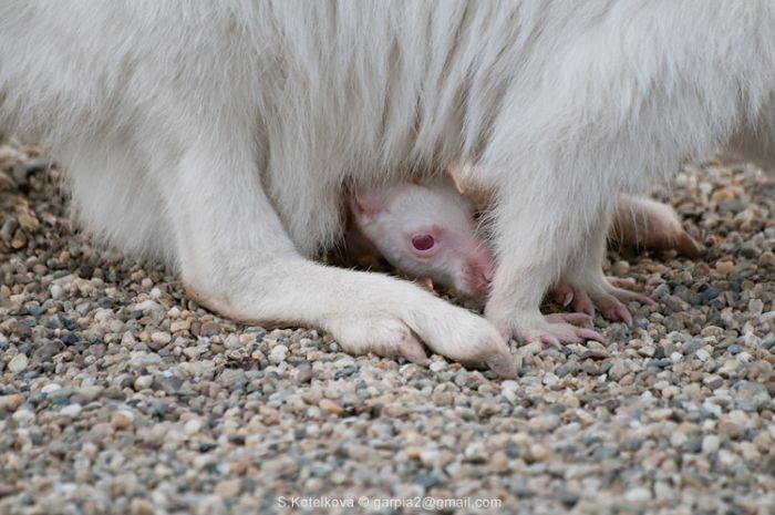 mother and baby white kangaroo