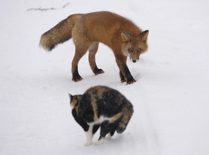 fox against a cat