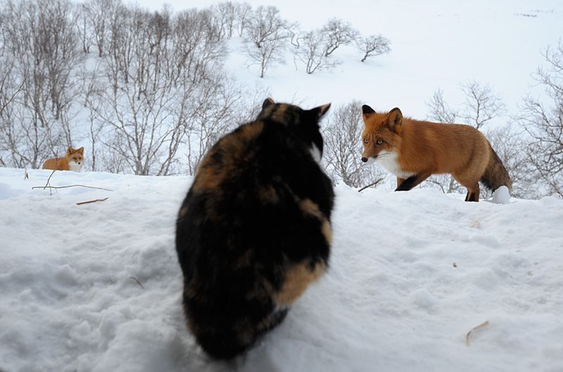 fox against a cat