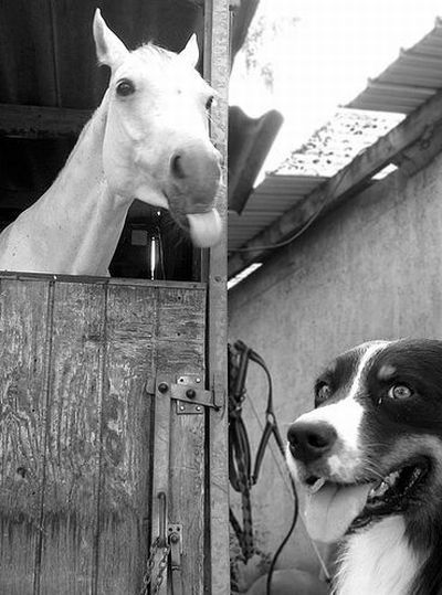horse