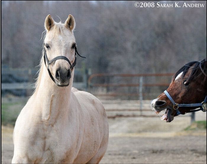 horse