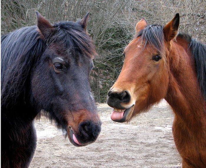 horse