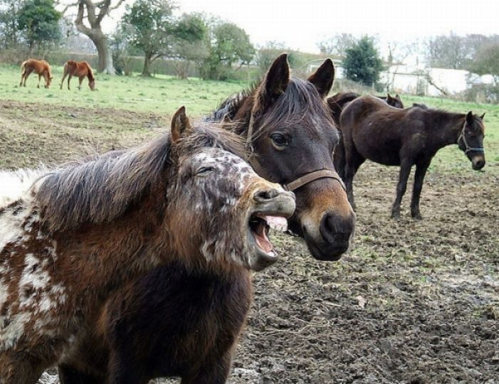 horse