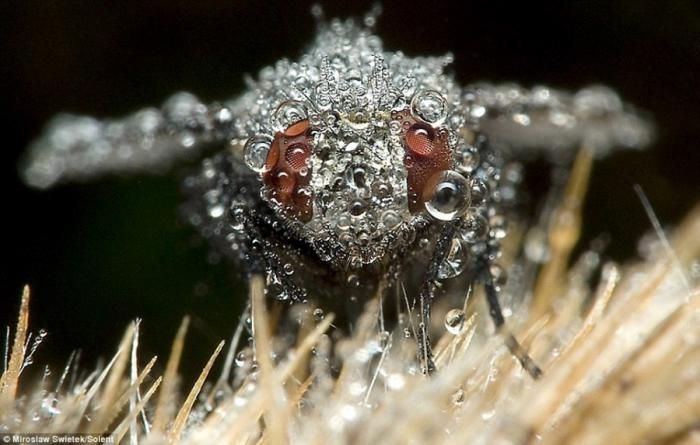 insect macro photography in the rain