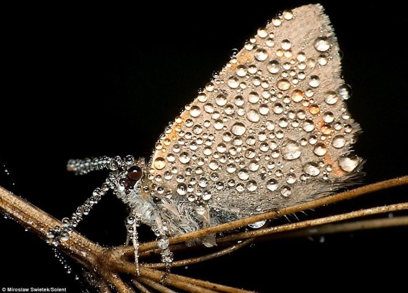 insect macro photography in the rain