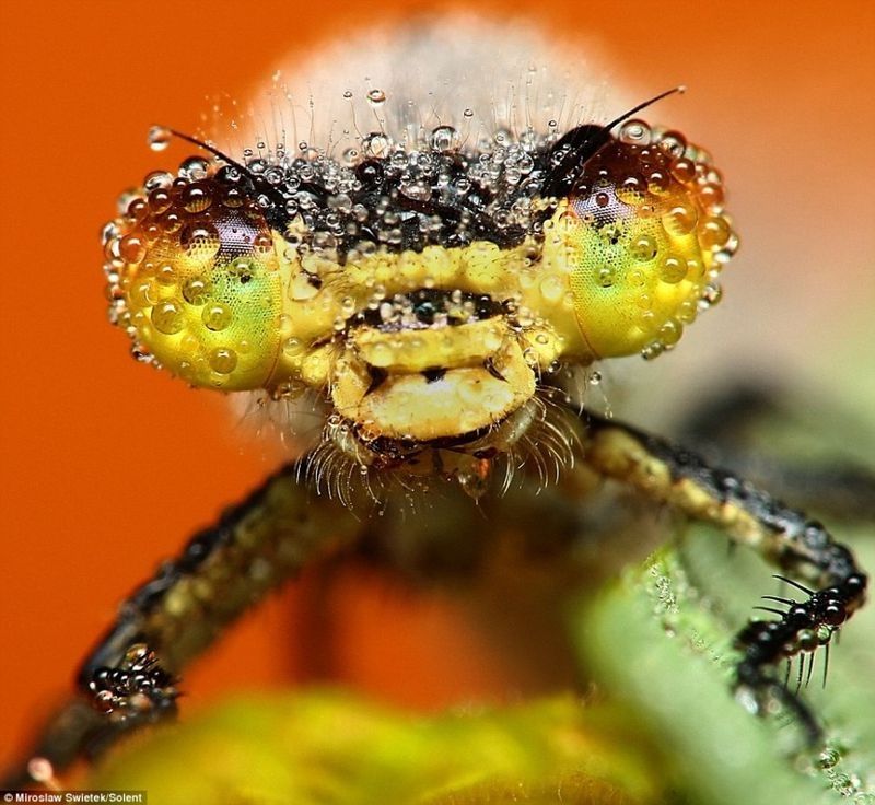 insect macro photography in the rain