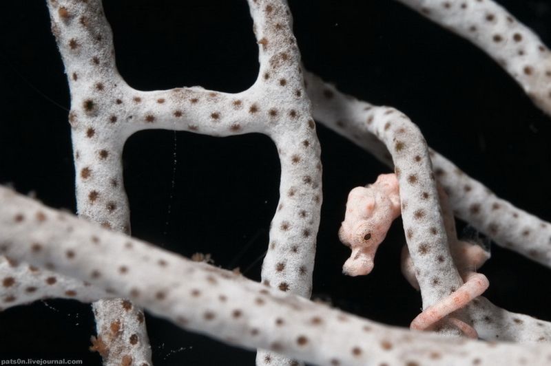 underwater animals photography