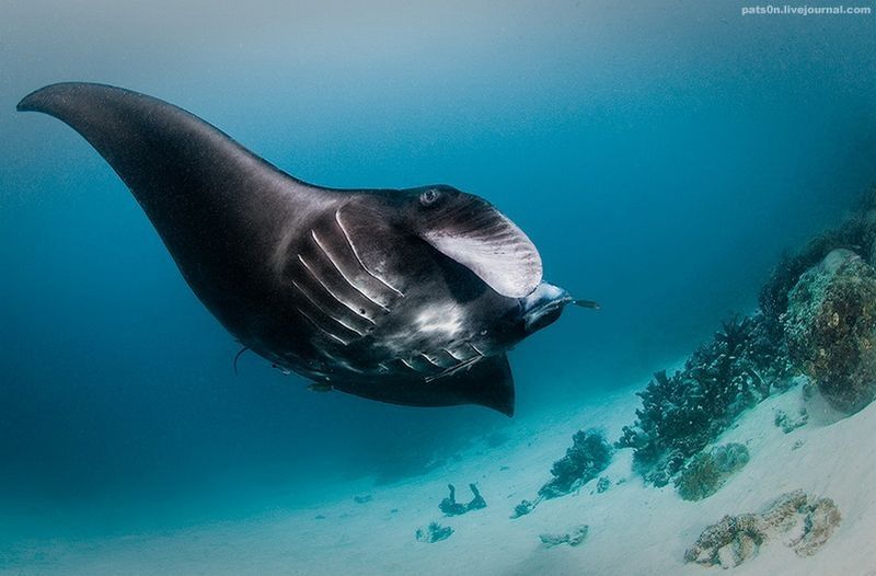 underwater animals photography