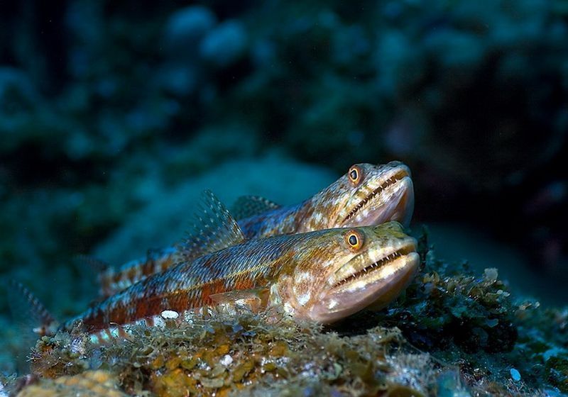 underwater animals photography