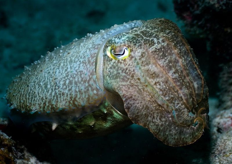 underwater animals photography