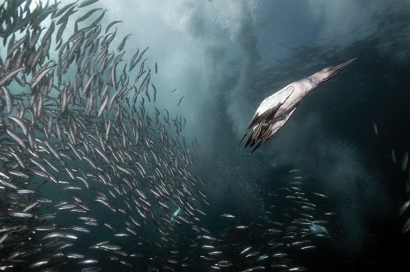 underwater animals photography