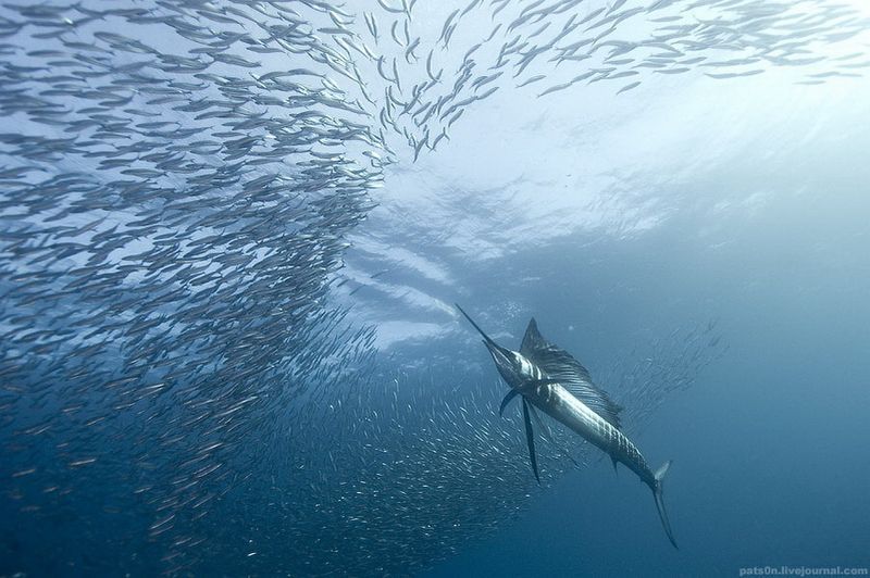 underwater animals photography