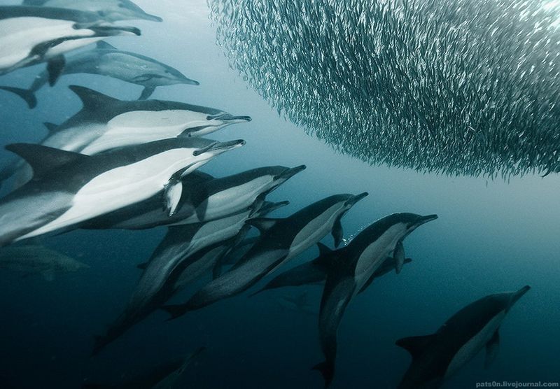 underwater animals photography