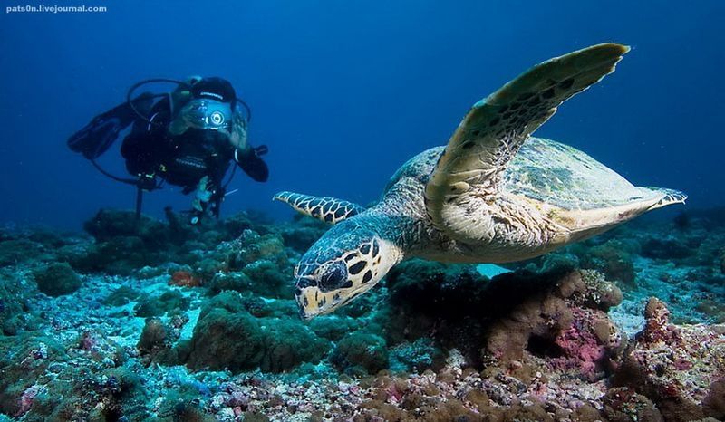 underwater animals photography