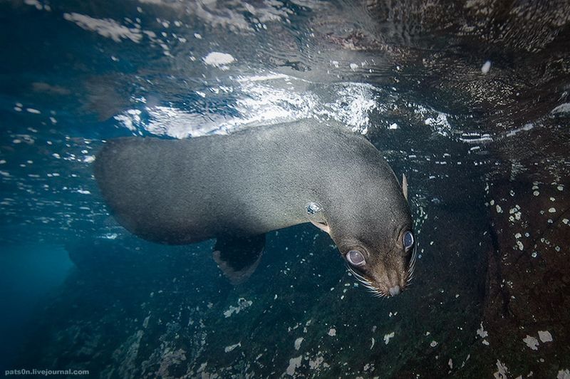 underwater animals photography