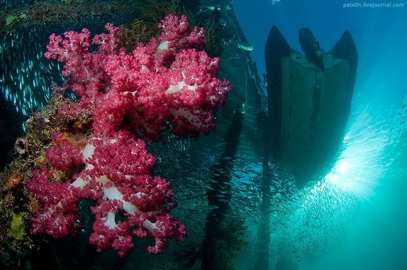 underwater animals photography