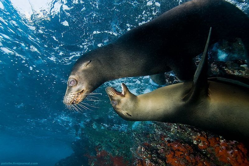 underwater animals photography