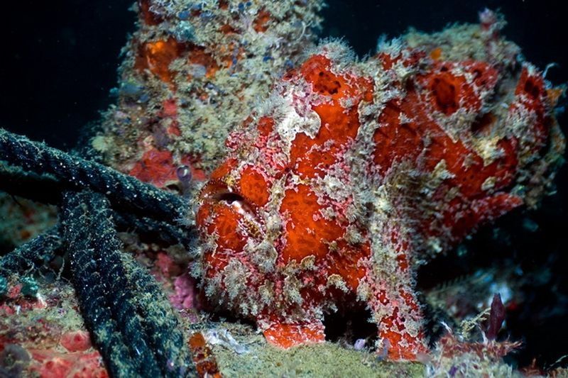 underwater animals photography